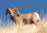 Rams