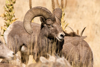 Bighorn's
