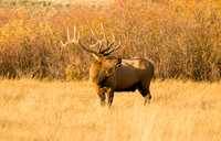 Wildlife