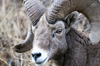 Bighorn's 2
